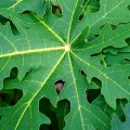 Daun Pepaya