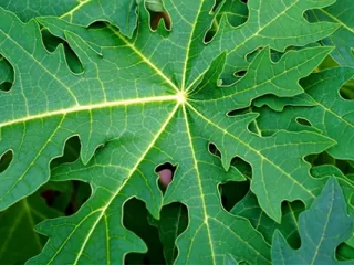 Daun Pepaya