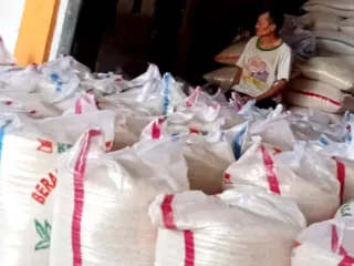 Musim Tanam, Gabah Langka, Harga Beras Merangkak Naik